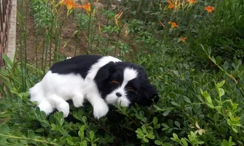 Naujas modeliavimo black&white dog polietileno & kailiai, miega šuo lėlės dovana, apie 36x9cm 257